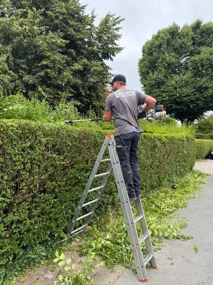 Dennis Wieting beim Rückschnitt einer hohen Hecke von einer Leiter